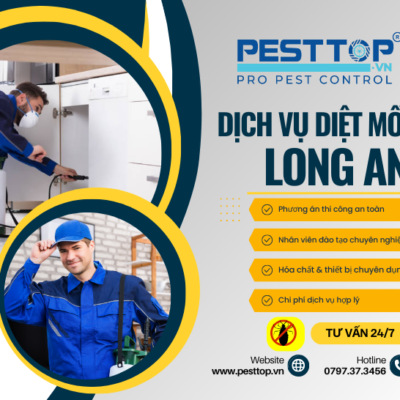 Dịch vụ diệt Mối tại Long An tận gốc trọn gói tại nhà chất lượng nhất